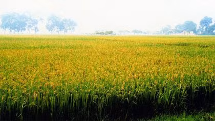 Thất tình, nam thanh niên tự sát giữa cánh đồng