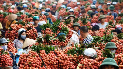 Tạo điều kiện tiêu thụ vải thiều Hải Dương tại Hà Nội