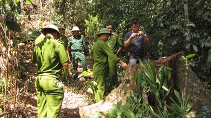 Bị tàn sát, rừng phòng hộ đầu nguồn giáp biên kêu cứu