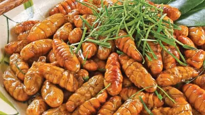 Suýt tử vong do ăn nhộng tằm