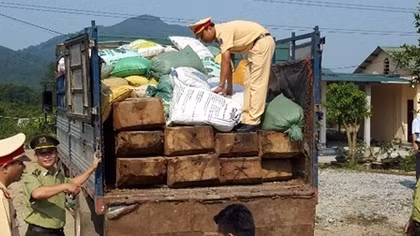 Ngụy trang tinh vi gần 6m3 gỗ đào vận chuyển vào Đà Nẵng