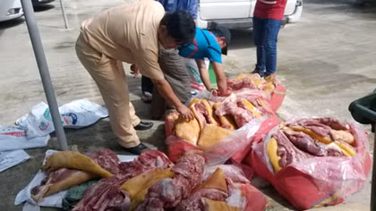 Nửa tấn thịt hôi thối theo xe khách vào thành phố chờ tiêu thụ