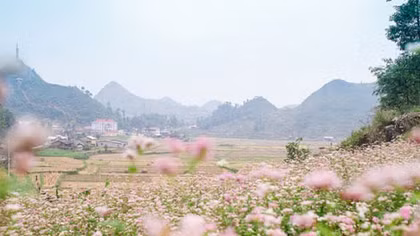 Mùa tam giác mạch