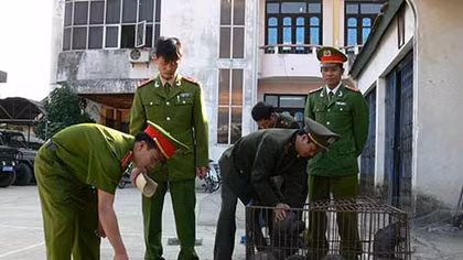 Bóc gỡ đường dây mua bán động vật hoang dã xuyên quốc gia