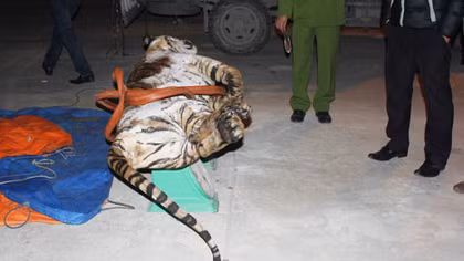 Chở hổ 120kg đi bán, tài xế bị khởi tố