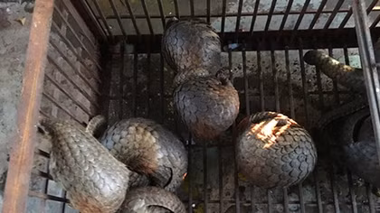 Bị khởi tố vì nuôi nhốt trái phép 19 cá thể tê tê 