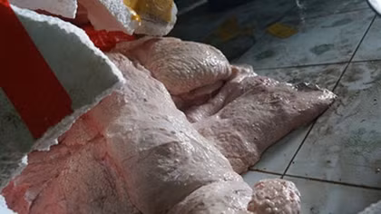 Gần 500 kg nầm lợn bốc mùi nồng nặc "nhập cảnh" Việt Nam