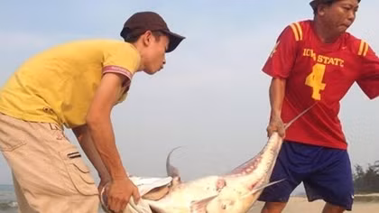 Ngư dân Huế phát hiện nhiều loài cá "khủng" tầng đáy dạt vào gần bờ biển