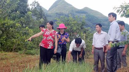 Triển vọng thoát nghèo nhờ trồng rau sạch ở Bắc Hà 