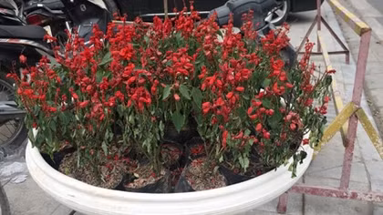 Chậu hoa trang trí đường phố bị bỏ khô héo 