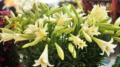 Mùi của tháng tư