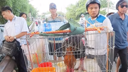 Lừa đảo bằng việc bán gà giống loại thải giả gà Đông Tảo