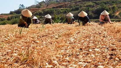 Người dân Lâm Đồng khốn khổ vì hành tây rẻ như bèo