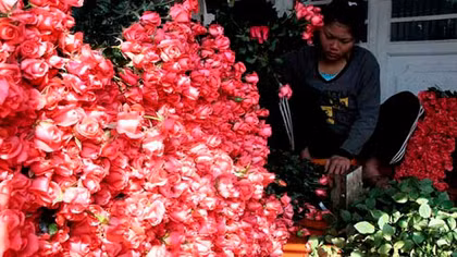 Hoa hồng Đà Lạt tăng giá mạnh