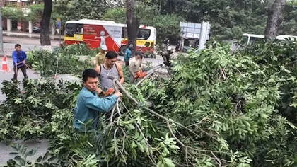Hà Nội thay thế cây xanh trên nhiều tuyến phố 