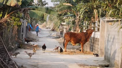 Xã nói "không" với nuôi chó