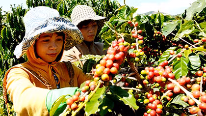 Bí mật về loại cà phê chất lượng hàng đầu thế giới tại Việt Nam