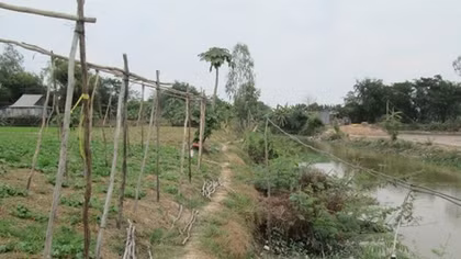 Câu nhờ điện tưới rẫy ớt, làm 2 người thương vong