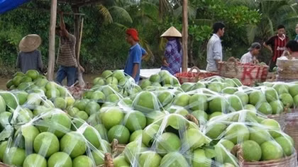 Trái cây miền Tây hút hàng ngày tết