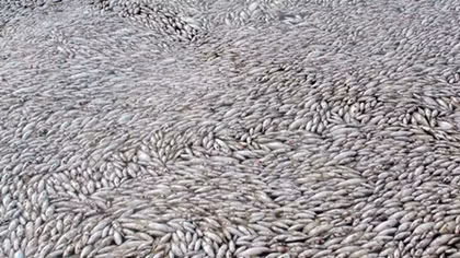 Đang lấy mẫu nước sông Cái, cá lại chết nổi trắng lồng bè 