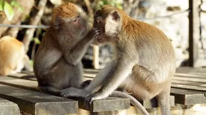 Nuôi động vật rừng trái phép