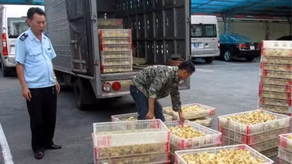 Nguy cơ lớn về lây lan dịch bệnh