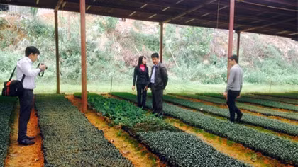 Hồi sinh cây dược liệu quý trên vùng đấy khó