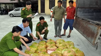 Bắt 350kg nội tạng không có giấy tờ kiểm dịch