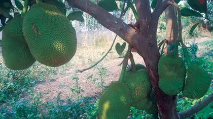 Biến mít non thành mít chín bằng... hóa chất