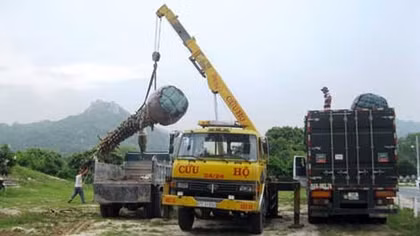 Thương lái Trung Quốc ồ ạt thu mua cây thốt nốt