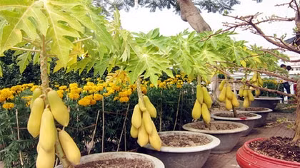 Làm giàu nhờ trồng đu đủ cảnh bán dịp Tết