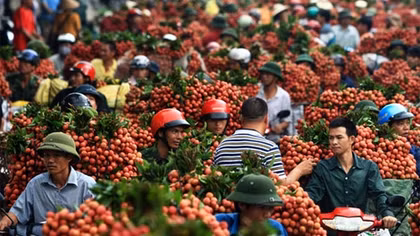 Không để ùn tắc giao thông mùa thu hoạch vải thiều