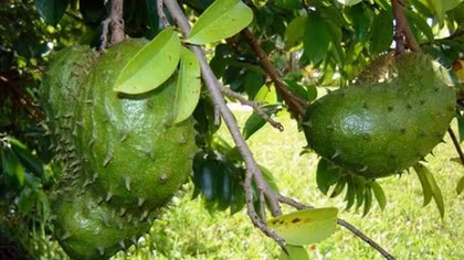 Chớ thấy lợi trước mắt mà ham