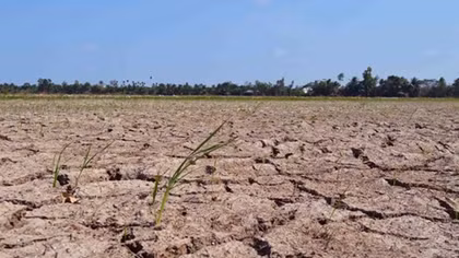 Trà Vinh công bố thiên tai hạn mặn