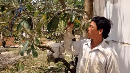 Bán lá mãng cầu xiêm, lợi bất cập hại