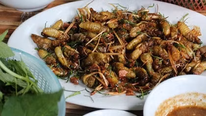 Suýt chết vì món nhậu nhộng ve sầu