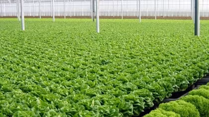 Ăn rau sạch tiêu chuẩn quốc tế: Kỳ công của người Việt