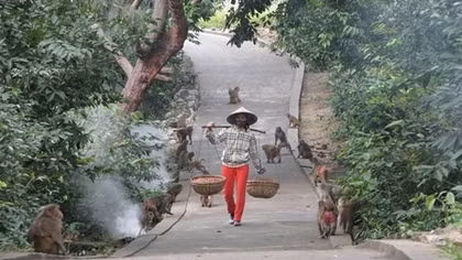 Du xuân diện kiến 'Mỹ hầu vương'