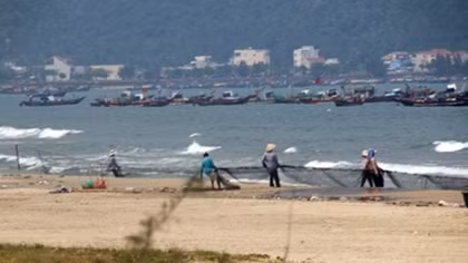 Đà Nẵng ra thông cáo về tình hình cá chết dạt vào bờ
