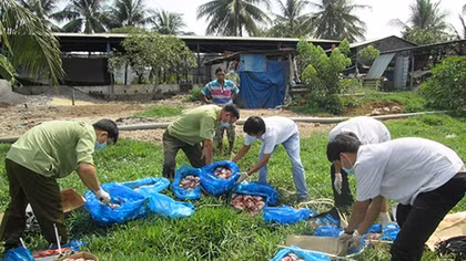 Hãi hùng phát hiện nửa tấn tim, da heo hôi thối chờ vào quán ăn 