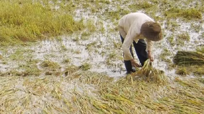 Giông lốc kèm mưa "thổi bay" hàng trăm hec ta lúa