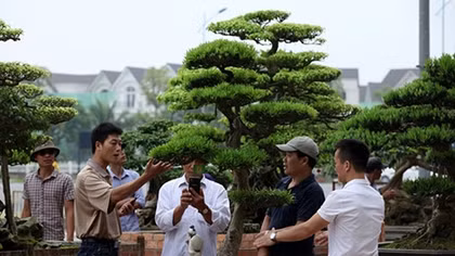 Ngắm cây bạc tỷ trong ngày nghỉ lễ