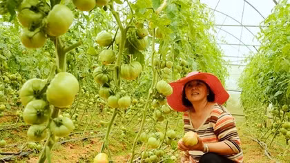 Rau Đà Lạt an toàn gần tuyệt đối
