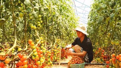 Hai anh em 9X kiếm tiền tỷ nhờ làm rau sạch