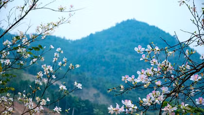Tình anh Tây Bắc