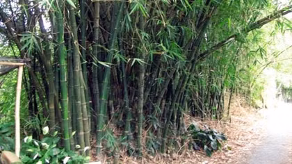 Kế toán trường học tử vong gần nhà với nhiều vết đâm