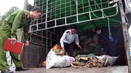 Hơn 6 tấn xương động vật hôi thối chuẩn bị vào Hà Nội