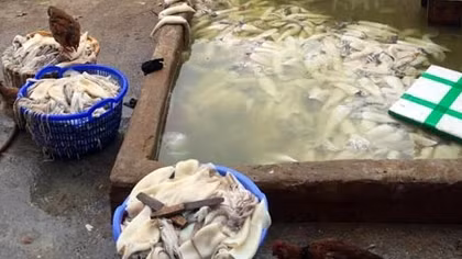 Kinh hãi phát hiện hơn 200kg mực phân hủy