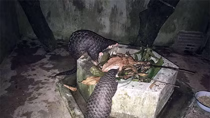 Giải cứu thành công 2 cá thể tê tê vàng quý hiếm