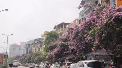 Ngắm hoa bằng lăng nhuộm tím Hà Thành